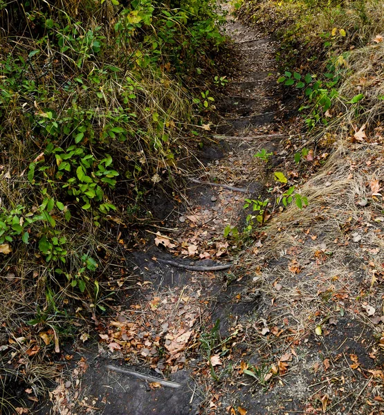 Hiking trail — Stok fotoğraf