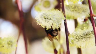 Bumble-arı çiçek açması willow üzerinde