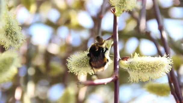 Bumble-bee on blossoming willow — Stock Video