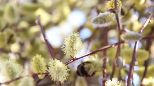 Os catkins de salgueiro — Vídeo de Stock