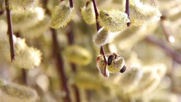在朵朵柳树上的蜜蜂 — 图库视频影像