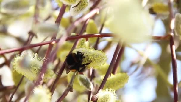 Hummel auf blühender Weide — Stockvideo