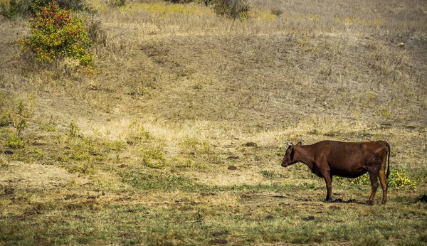 Vaca marrón pastosa —  Fotos de Stock