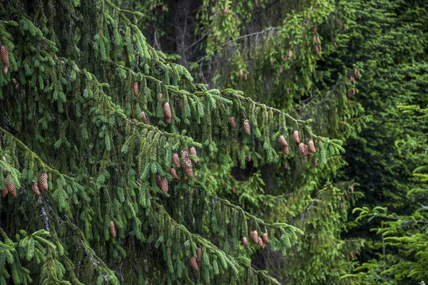 Świerkowe gałęzie — Zdjęcie stockowe