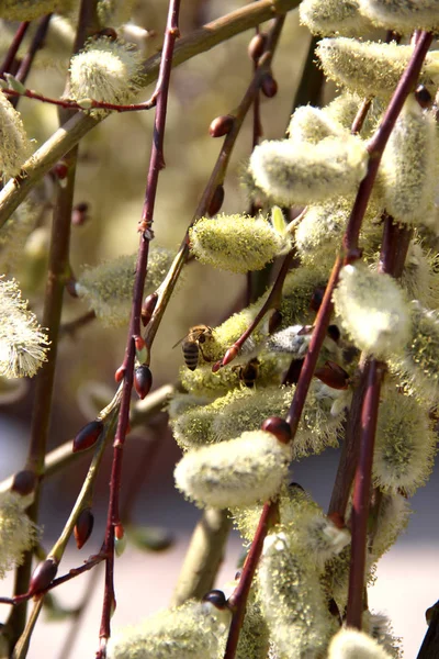 버드 나무 꽃에 벌 — 스톡 사진