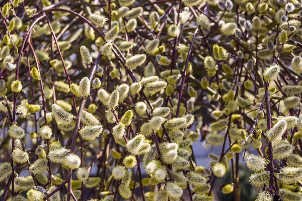 버드 나무 catkins — 스톡 사진