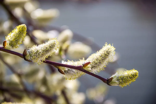 버드 나무 catkins — 스톡 사진