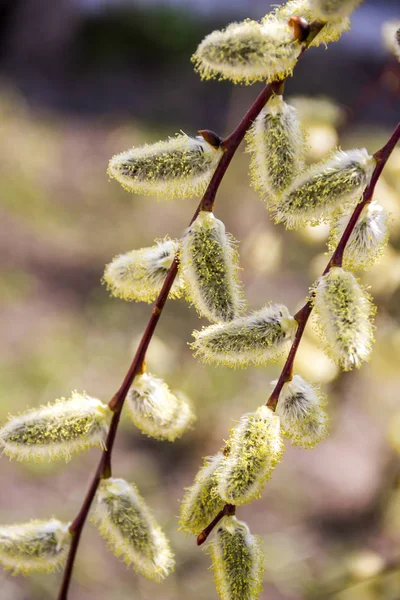 버드 나무 catkins — 스톡 사진