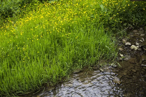 Gras op de rivier bank — Stockfoto