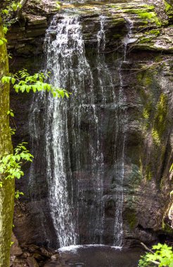 Art arda sıralı ormanda düşer