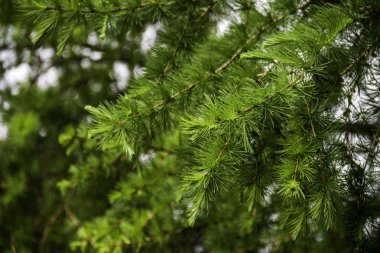 Melez (bitki) şube (Larix decidua polonica)