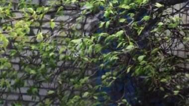 yoğun kar yağışı