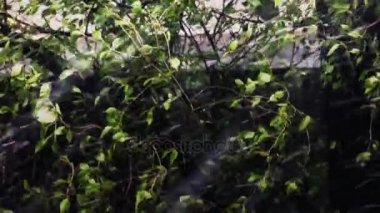 yoğun kar yağışı