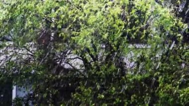 yoğun kar yağışı