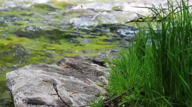 küçük hızlı Nehri