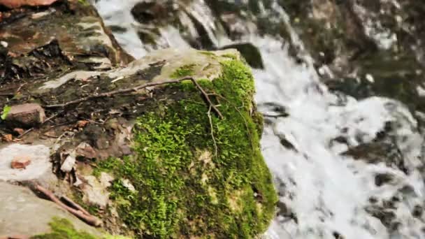 Cascata cai na floresta — Vídeo de Stock