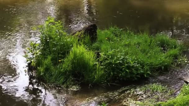 Pequeño río tranquilo — Vídeo de stock