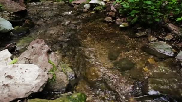 Cascada cae en el bosque — Vídeos de Stock