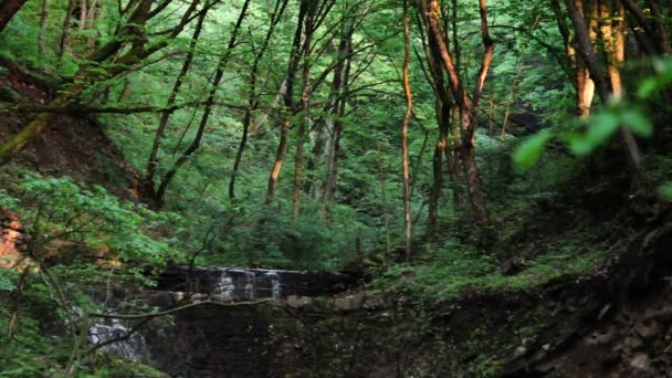 Cascade tombe dans la forêt 