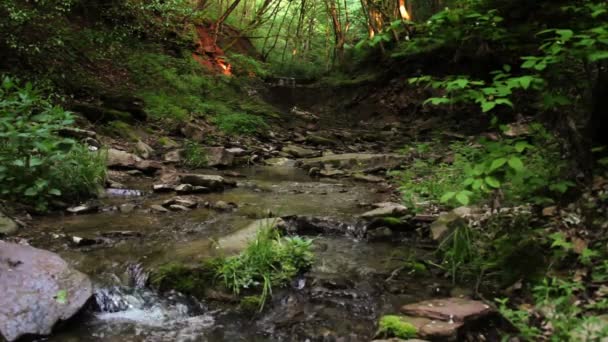 Cascade tombe dans la forêt 