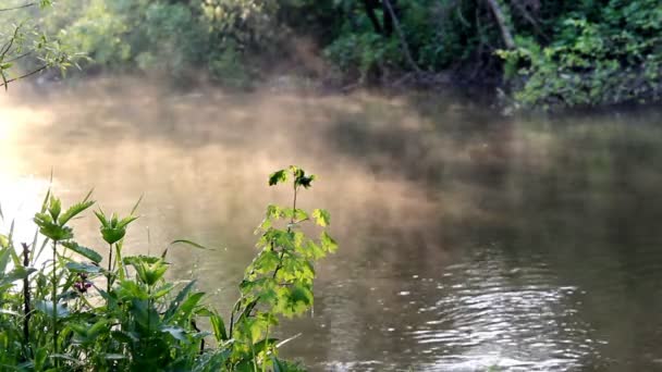 Niebla bajo el río — Vídeo de stock