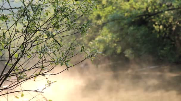 Niebla bajo el río — Vídeos de Stock