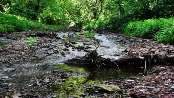 petite rivière rapide 