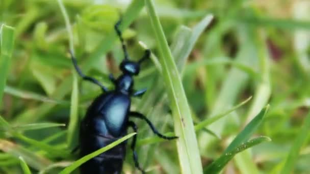 Escarabajo europeo del aceite (Meloe proscarabaeus ) — Vídeos de Stock
