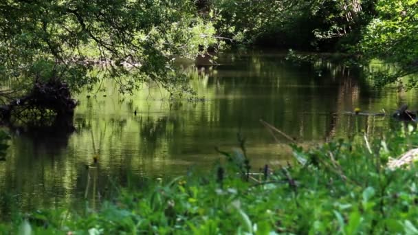 Pequeño río tranquilo — Vídeo de stock