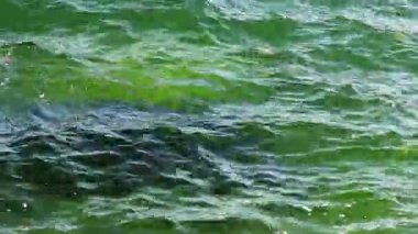 yakın çekim su deniz