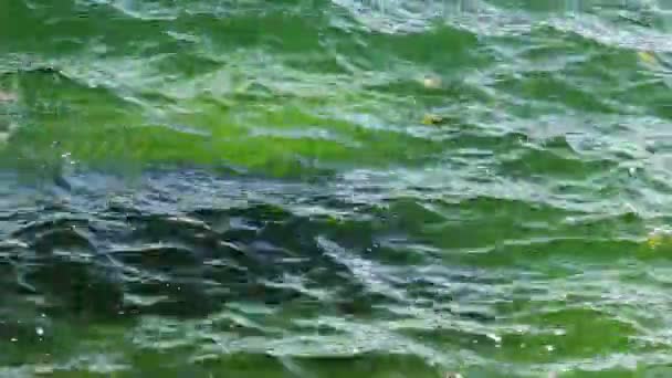 Nahaufnahme Wasser des Meeres — Stockvideo
