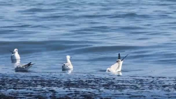 Чайки у моря — стоковое видео