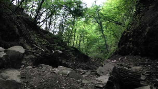 Kaskade stürzt in Wald — Stockvideo