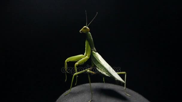 A praying mantis — Stock Video