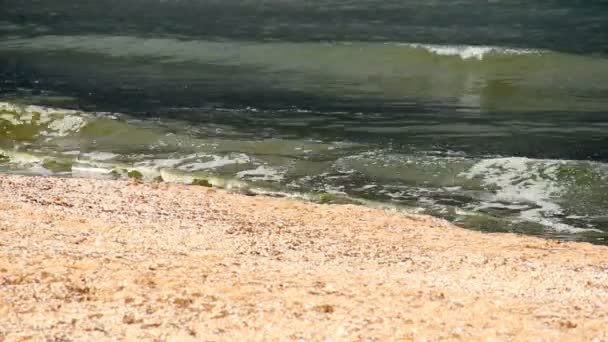 Närbild en strand vid havet — Stockvideo