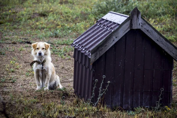 Perro guardián — Foto de Stock