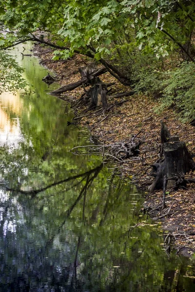 Río en el bosque — Foto de Stock