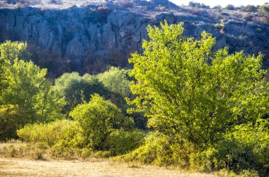 ağaçlar ve çalılar Kanyon
