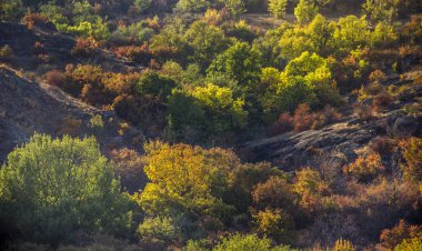 ağaçlar ve çalılar Kanyon