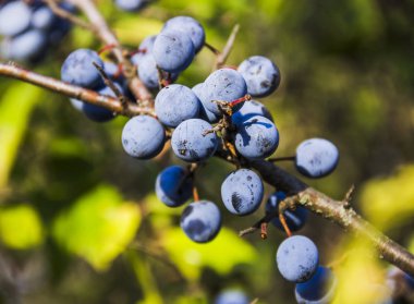 Karaçalı (Prunus spinosa)