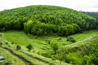 Bir orman manzarası