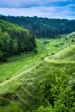 Bir orman manzarası