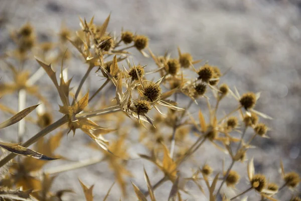 A száraz bogáncs (cirsium) — Stock Fotó