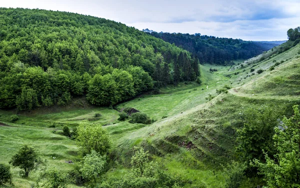 Ett skogslandskap — Stockfoto