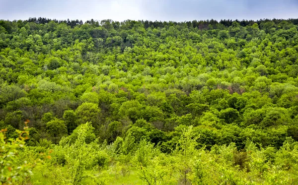 Un paysage forestier — Photo