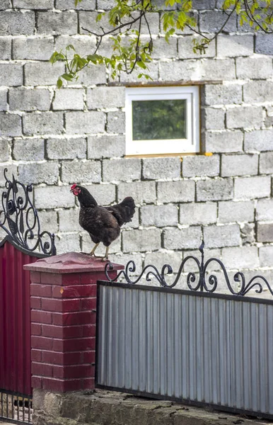 Çit üzerinde tavuk üst — Stok fotoğraf