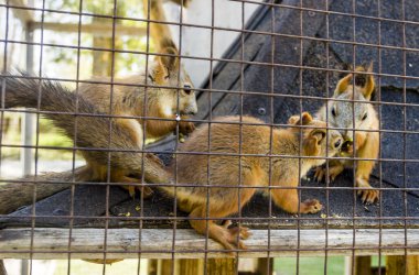 Üç kırmızı sincap.