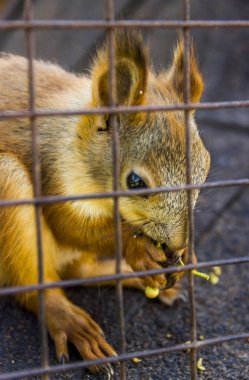 Kırmızı sincap yiyor.