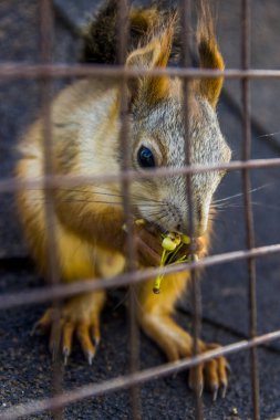 Kırmızı sincap yiyor.