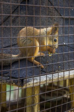 Kırmızı sincap yiyor.